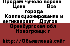 Продам чучело варана. › Цена ­ 15 000 - Все города Коллекционирование и антиквариат » Другое   . Оренбургская обл.,Новотроицк г.